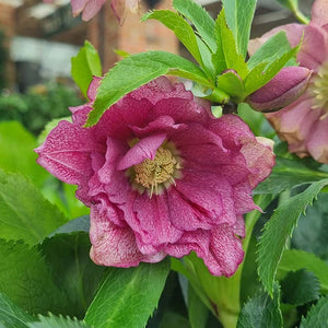 Hellebore ViV® Elena (4-Litre Pot) image 0