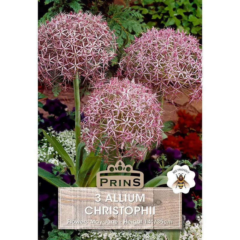 Allium 'Christophii' (3 bulbs) image 0