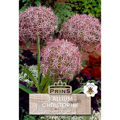 Allium 'Christophii' (3 bulbs) image 0