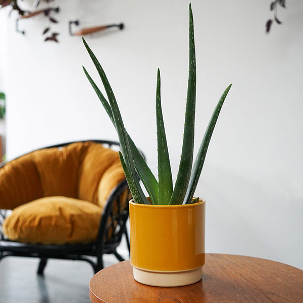 Ivyline Enos Indoor Plant Pot Range image 0