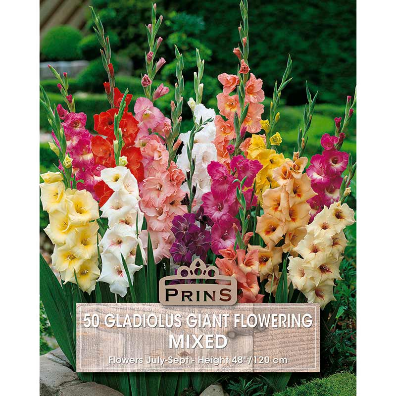 Gladiolus 'Mixed Colours' (50 bulbs) image 0