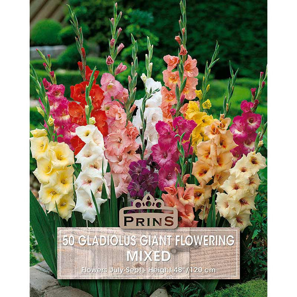 Gladiolus 'Mixed Colours' (50 bulbs) image 0