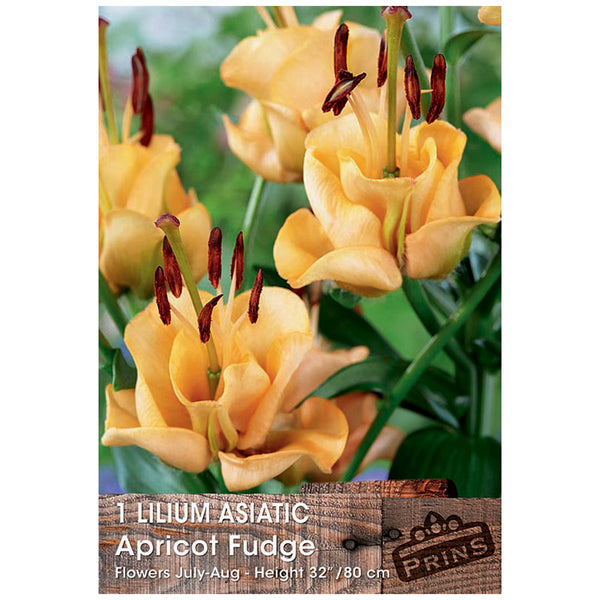 Lilium 'Asiatic Apricot Fudge' Bulbs image 0