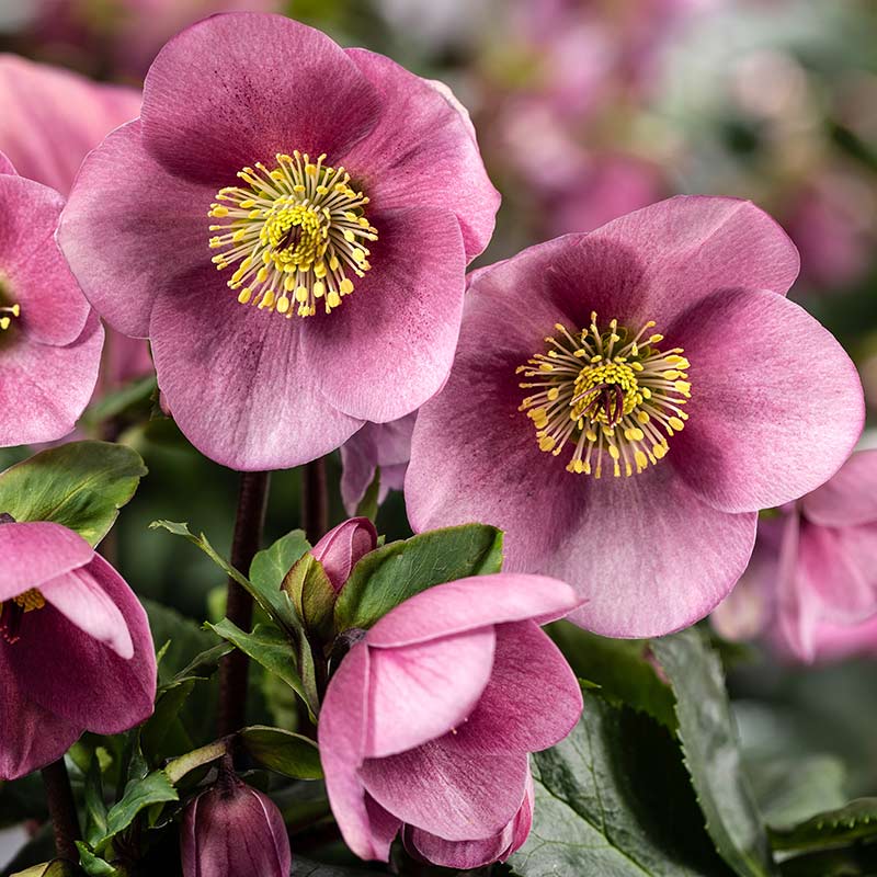Helleborus ‘HGC Winter Ballet Kacy’ (2-Litre Pot) image 0
