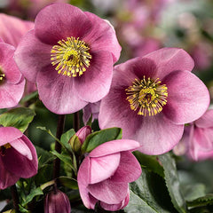 Helleborus ‘HGC Winter Ballet Kacy’ (2-Litre Pot) image 0