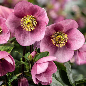 Helleborus ‘HGC Winter Ballet Kacy’ (2-Litre Pot) image 0