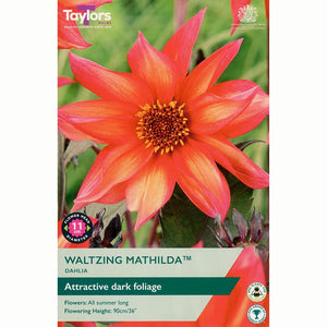 Dahlia 'Waltzing Mathilda' with Coral-Pink Flowers (1 Tuber) image 0
