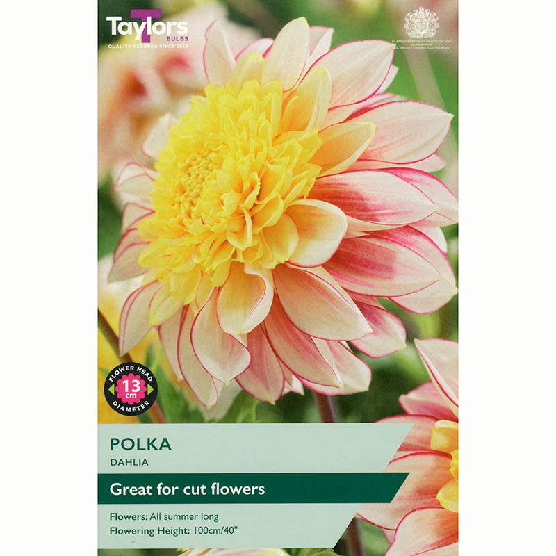 Dahlia ‘Polka’ with White, Pink & Yellow Flowers (1 Tuber) image 0