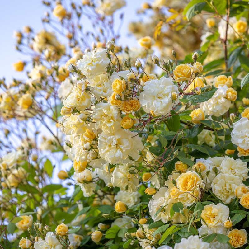 David Austin Malvern Hills® Rambling Rose (6-Litre Pot) image 0