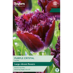 Tulip ‘Purple Crystal’ (5 Bulbs) image 0