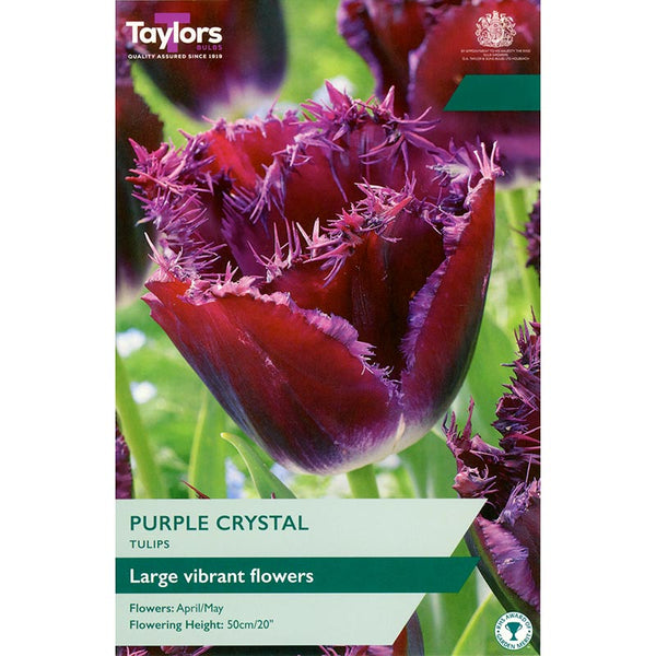 Tulip ‘Purple Crystal’ (5 Bulbs) image 0