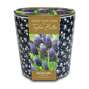 Ditsy Blue Floral Muscari Latifolium Indoor Planter Set (7 Bulbs) image 0