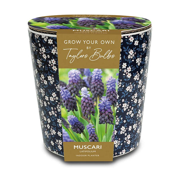 Ditsy Blue Floral Muscari Latifolium Indoor Planter Set (7 Bulbs) image 0