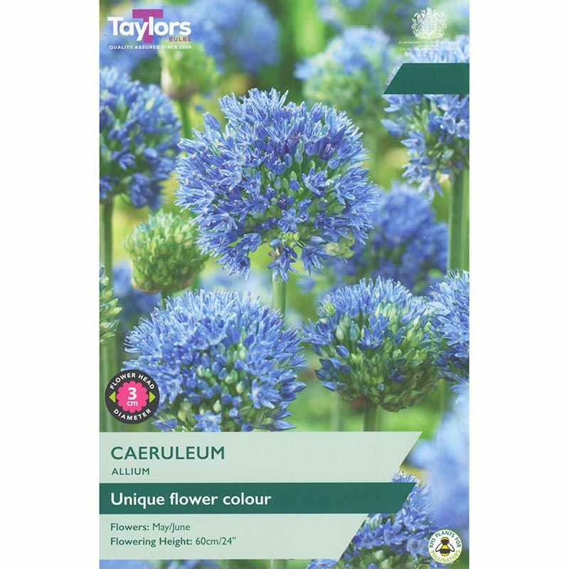 Allium 'Caeruleum' (10 Bulbs) image 0