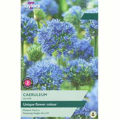 Allium 'Caeruleum' (10 Bulbs) image 0