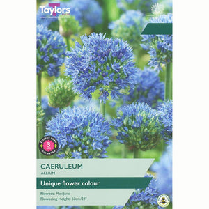 Allium 'Caeruleum' (10 Bulbs) image 0