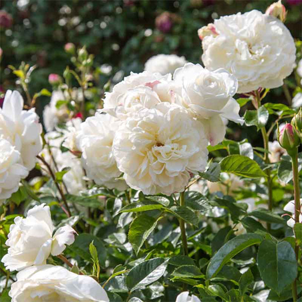 David Austin Tranquillity® English Shrub Rose (6-Litre Pot) image 1