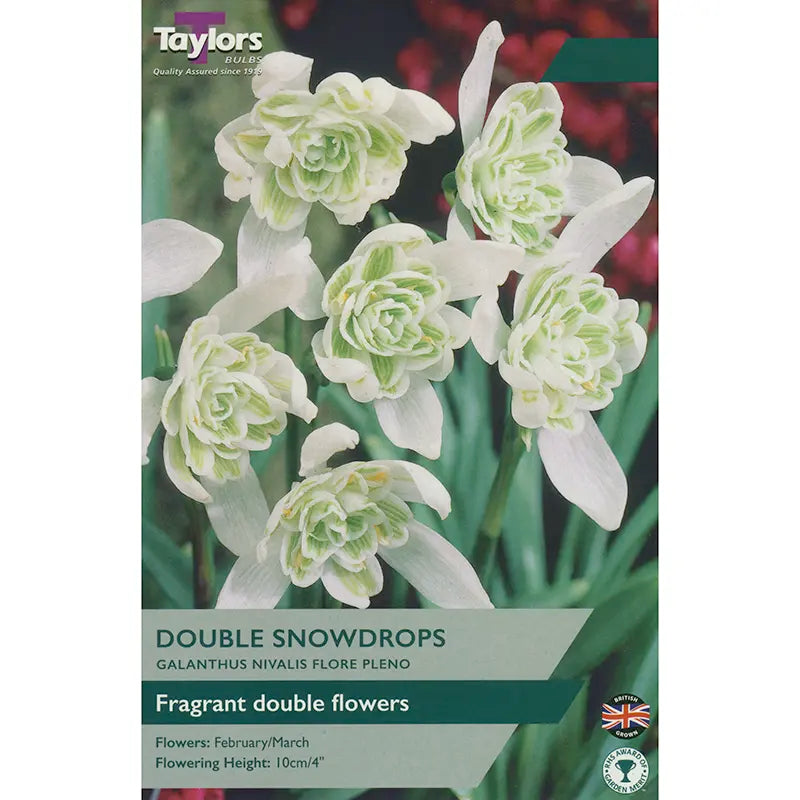 Galanthus nivalis 'Flore Pleno' Double Snowdrops (6 bulbs) image 0
