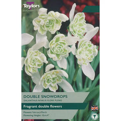 Galanthus nivalis 'Flore Pleno' Double Snowdrops (6 bulbs) image 0