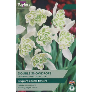 Galanthus nivalis 'Flore Pleno' Double Snowdrops (6 bulbs) image 0