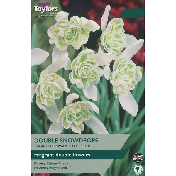 Galanthus nivalis 'Flore Pleno' Double Snowdrops (6 bulbs) image 0