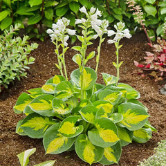 Hosta 'Sunset Grooves' image 0