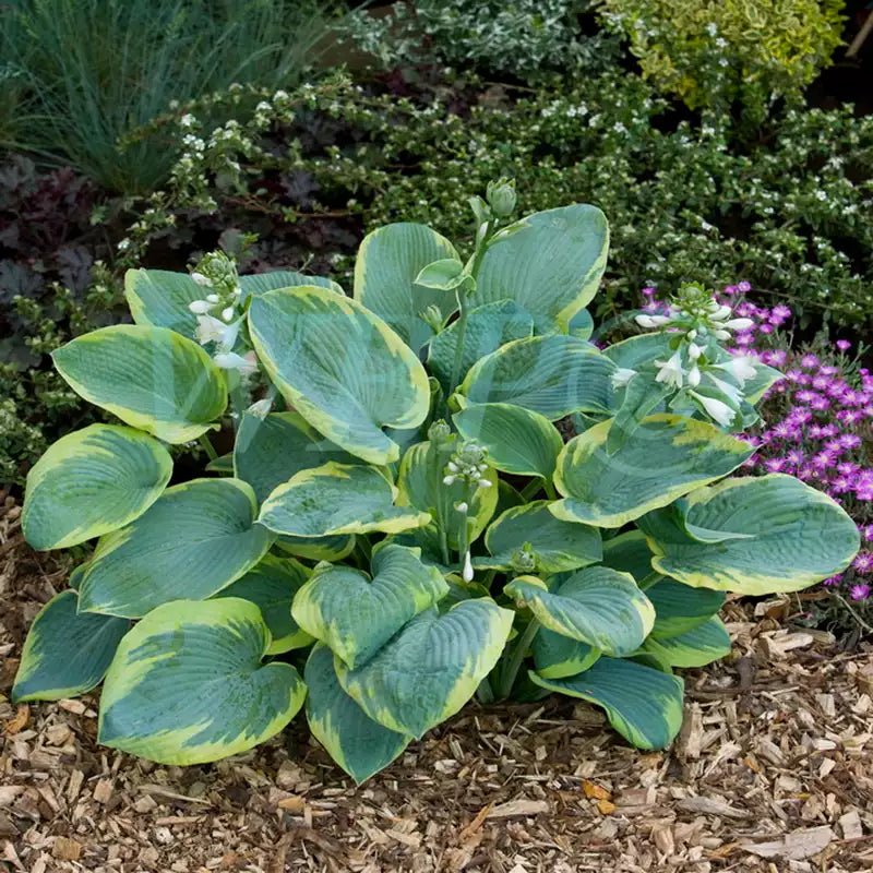 Hosta 'Frances Williams' image 0