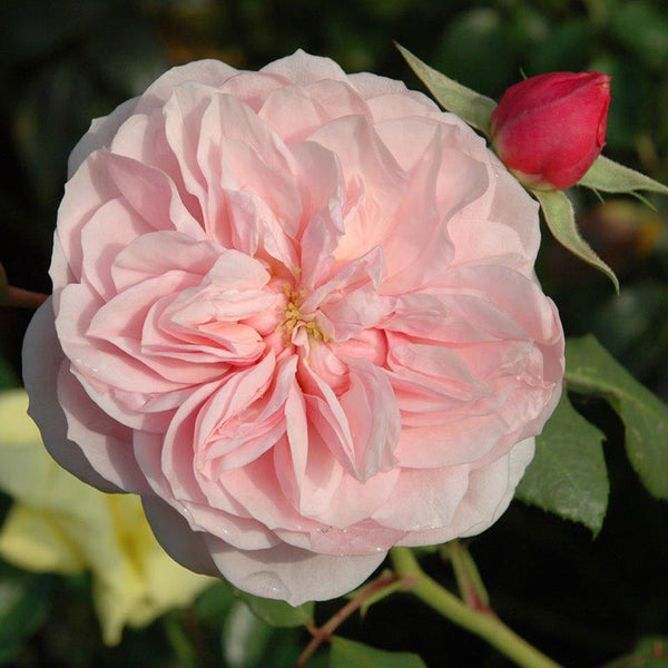 Peter Beales ‘Our Beth’ Shrub Rose (4-Litre Pot) image 0