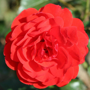 Whartons Roses ‘Trumpeter’ Shrub Rose (3-Litre Pot) image 0