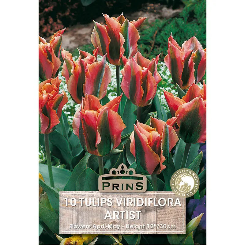 Tulip 'Artist' (10 bulbs) image 0