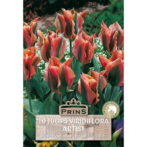 Tulip 'Artist' (10 bulbs) image 0