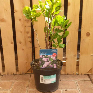 Hydrangea macrophylla 'Nikko Blue' (3 litre pot) image 0