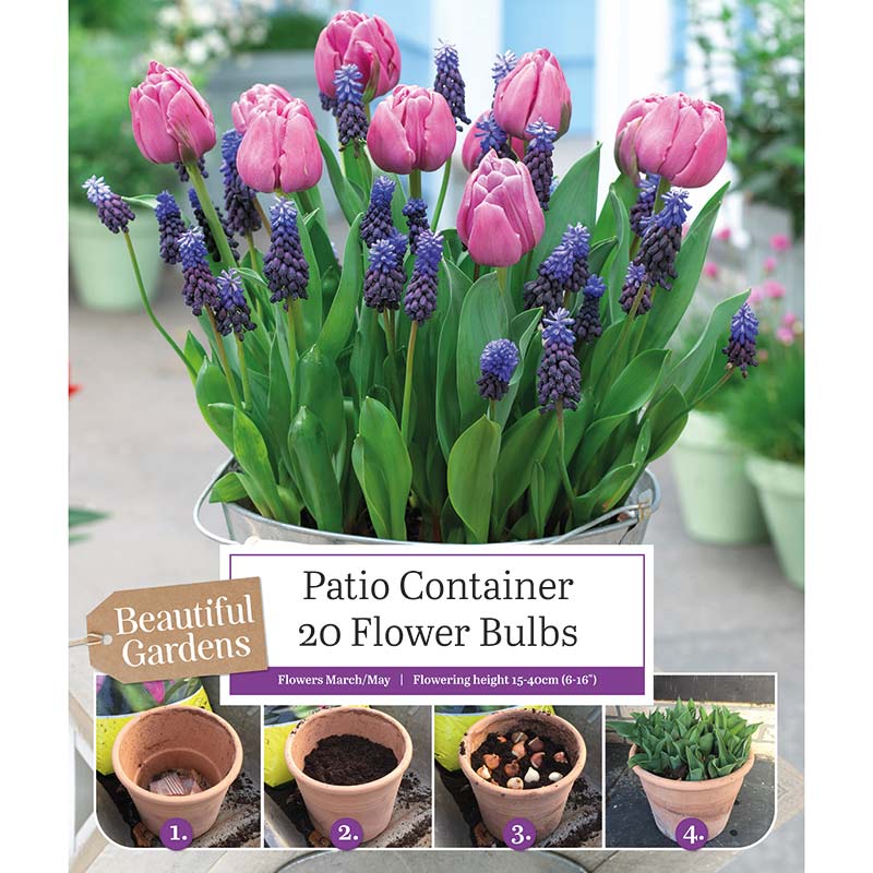Patio Container Tulip and Muscari (20 Bulbs) image 0