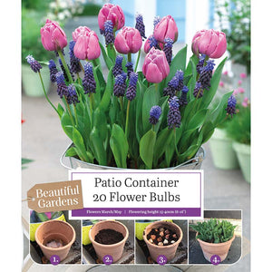 Patio Container Tulip and Muscari (20 Bulbs) image 0