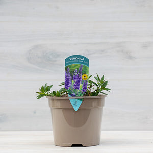 Veronica ‘Moody Blues Dark Blue’ (2-Litre Pot) image 0