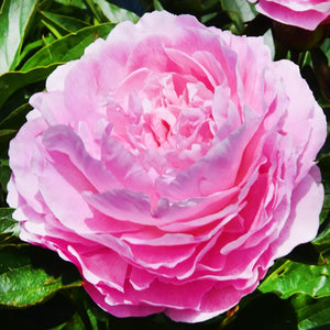 Peony 'Susie Q' image 1