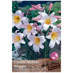 Lilium 'Trumpet Regale' Bulbs image 0