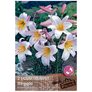Lilium 'Trumpet Regale' Bulbs image 0