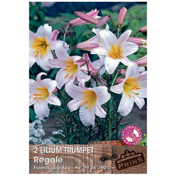 Lilium 'Trumpet Regale' Bulbs image 0