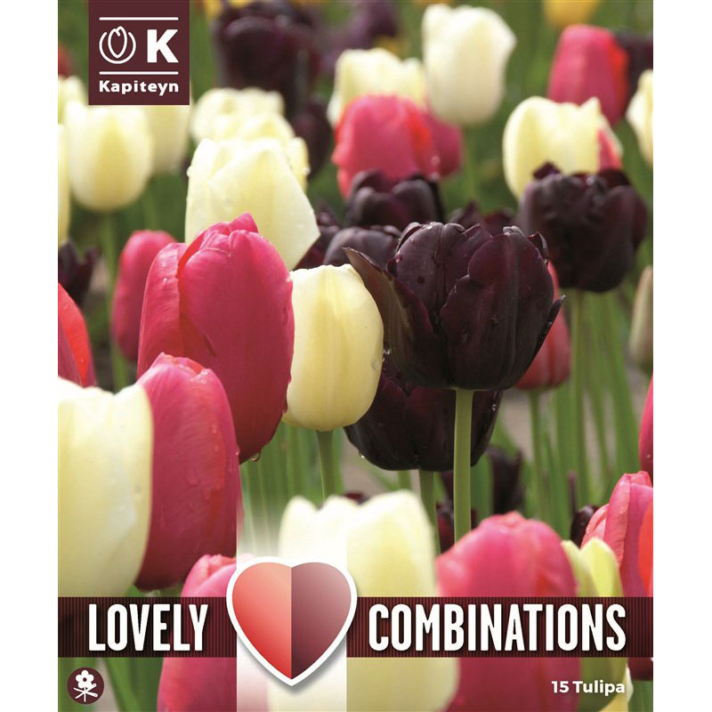 Lovely Combinations Black, Pink and White Tulips (15 Bulbs) image 0