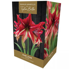 Amaryllis 'Ruby Star' (Premium Indoor Growing Kit Gift Pack) image 0