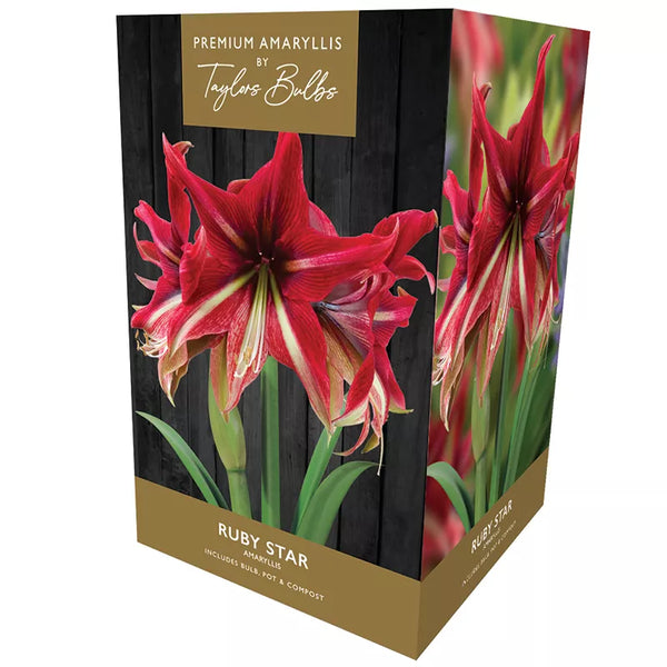 Amaryllis 'Ruby Star' (Premium Indoor Growing Kit Gift Pack) image 0