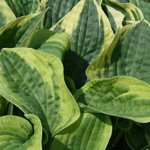 Hosta ‘Wide Brim’ (2-Litre Pot) image 0
