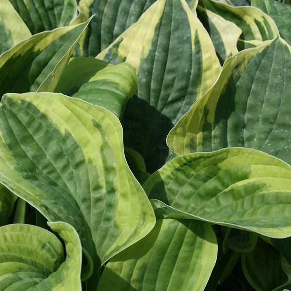 Hosta ‘Wide Brim’ (2-Litre Pot) image 0