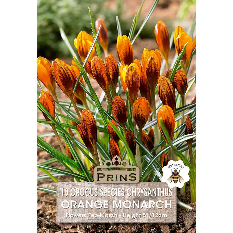 Crocus 'Orange Monarch' (10 bulbs) image 0