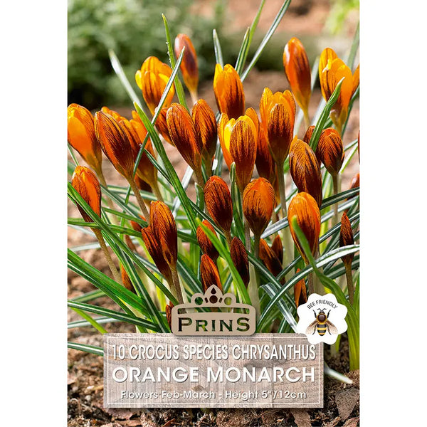 Crocus 'Orange Monarch' (10 bulbs) image 0