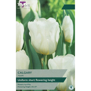 Tulip ‘Calgary’ (5 Bulbs) image 0