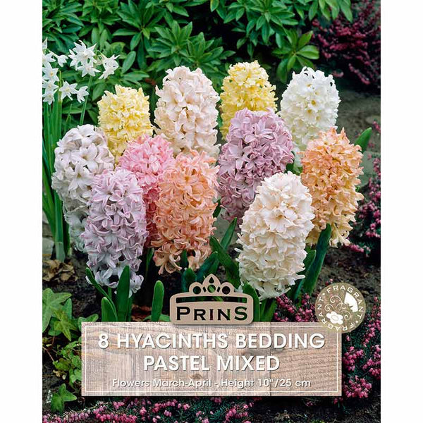 Hyacinth Bedding – Pastel Colours (8 Bulbs) image 0