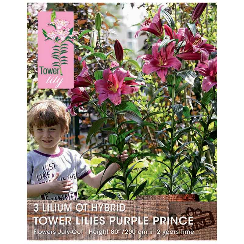 Lilium 'OT-Hybrid Tower Lilies Purple Prince' Bulbs image 0