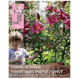 Lilium 'OT-Hybrid Tower Lilies Purple Prince' Bulbs image 0
